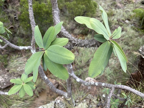 Euphorbia razafinjohanyi