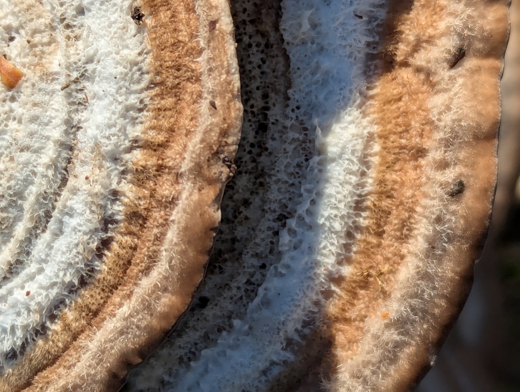 Trametes hirsuta · January 2026 · photo: © biotic_factor (iNaturalist, cc-by)