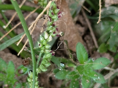 Foto de Echinochloa colonum