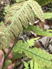 Deparia petersenii
