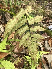 Deparia petersenii