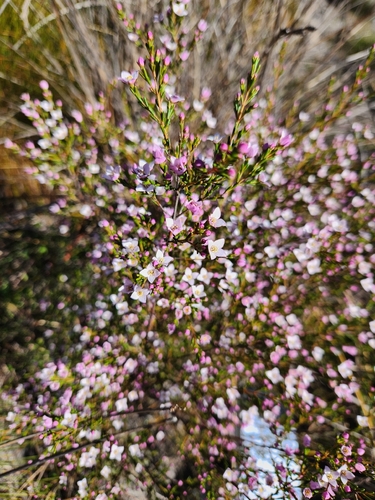 Deane's boronia (Boronia deanei)
