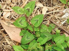 Persicaria chinensis