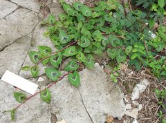 Persicaria chinensis