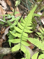 Deparia petersenii