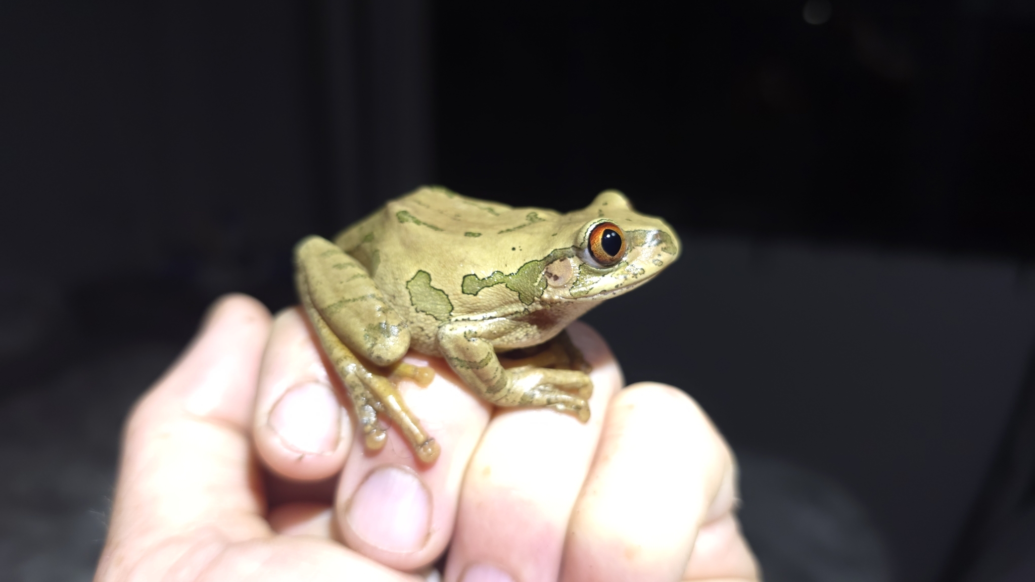 Leptopelis natalensis (Smith, 1849)