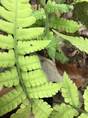 Deparia petersenii