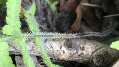 Deparia petersenii