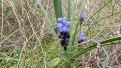 Muscari pulchellum, photograph (c) Erin Lalime, some rights reserved (CC BY)