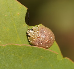 Paropsis aegrota