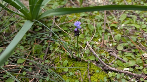 Muscari pulchellum, photograph 3