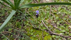 Muscari pulchellum, photograph (c) Erin Lalime, some rights reserved (CC BY)