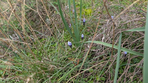 Muscari pulchellum, photograph 4