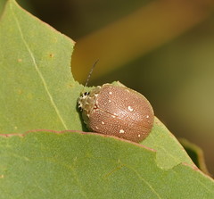 Paropsis aegrota