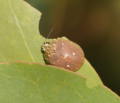 Paropsis aegrota