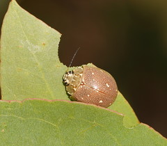 Paropsis aegrota