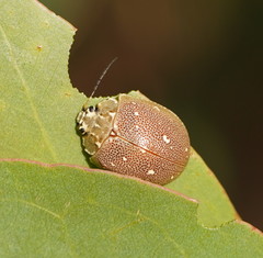 Paropsis aegrota