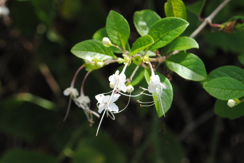 Volkameria mollis, photograph 1