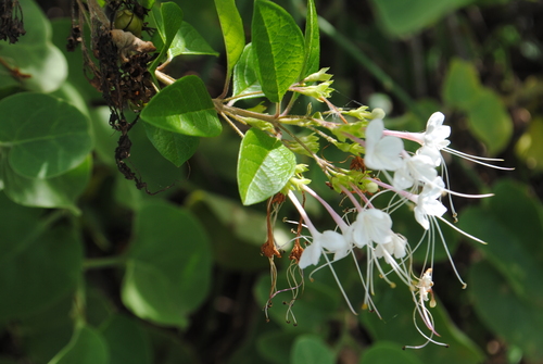glorybower (Volkameria mollis)