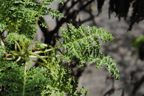 Scalesia helleri, photograph 2