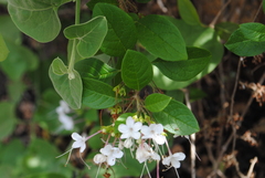 Volkameria mollis, photograph (c) Zihao Wang, some rights reserved (CC BY)