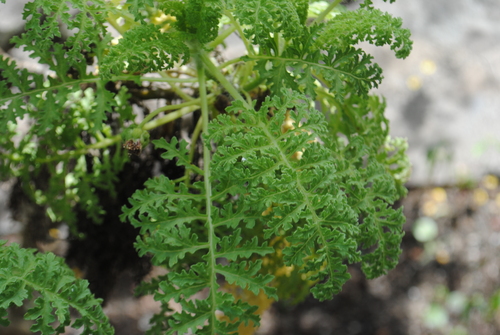 Heller's scalesia (Scalesia helleri)