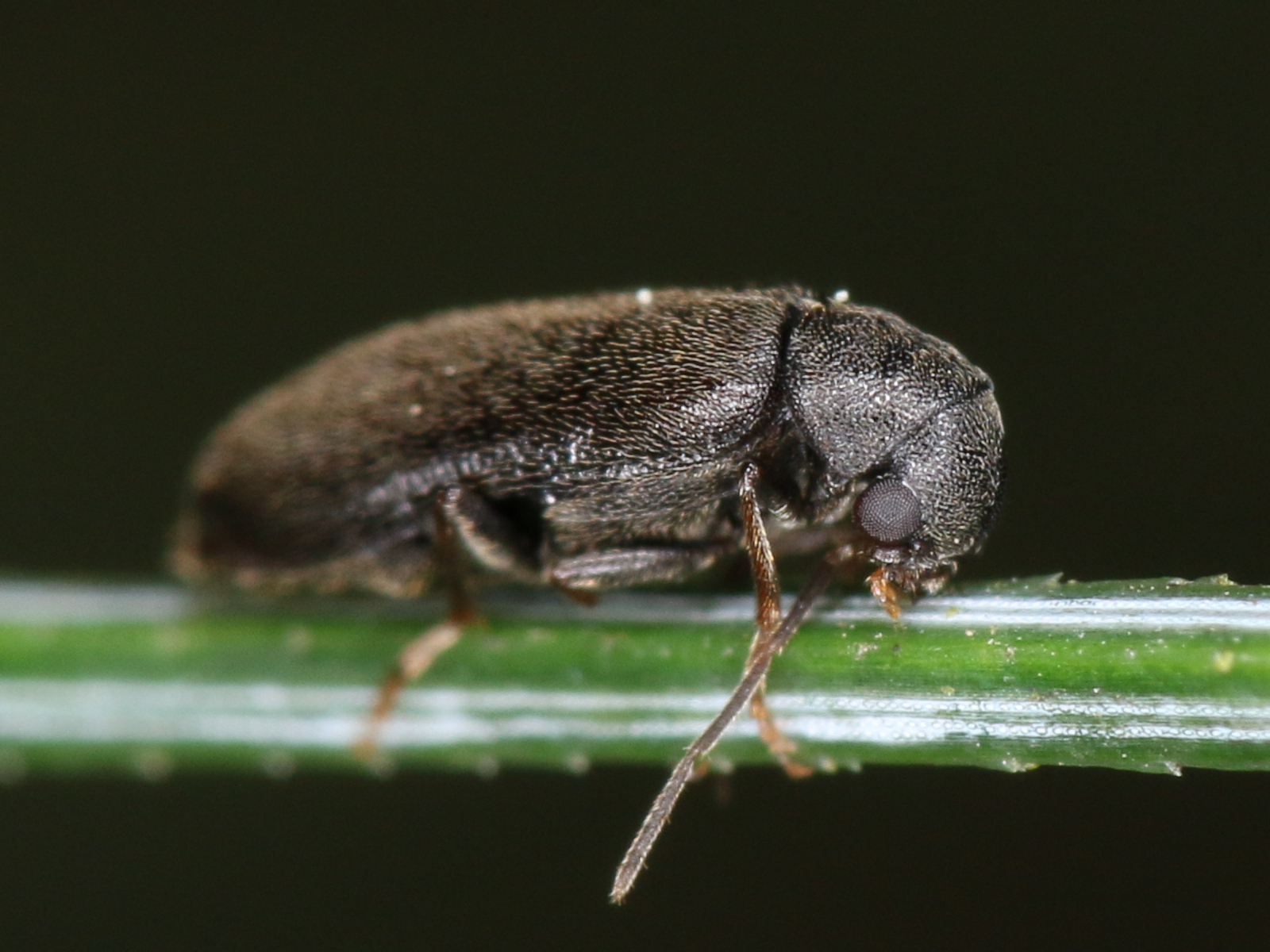 Ernobius nigrinus