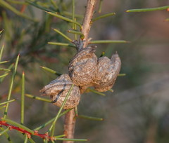 Hakea decurrens physocarpa
