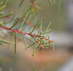 Hakea decurrens physocarpa