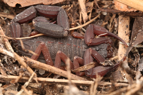 Slender Brown Scorpion photo 3