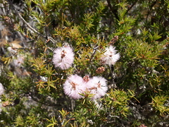 Melaleuca striata
