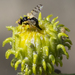Goedenia formosa - Photo (c) Bob Lalonde, algunos derechos reservados (CC BY-NC), subido por Bob Lalonde