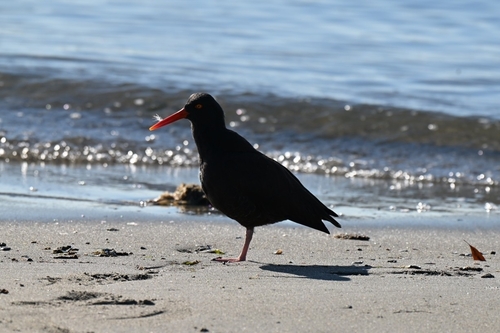 Black Oystercatcher (Haematopus bachmani), photo 7