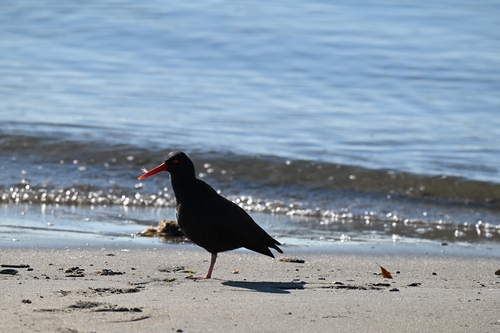 Black Oystercatcher (Haematopus bachmani), photo 8