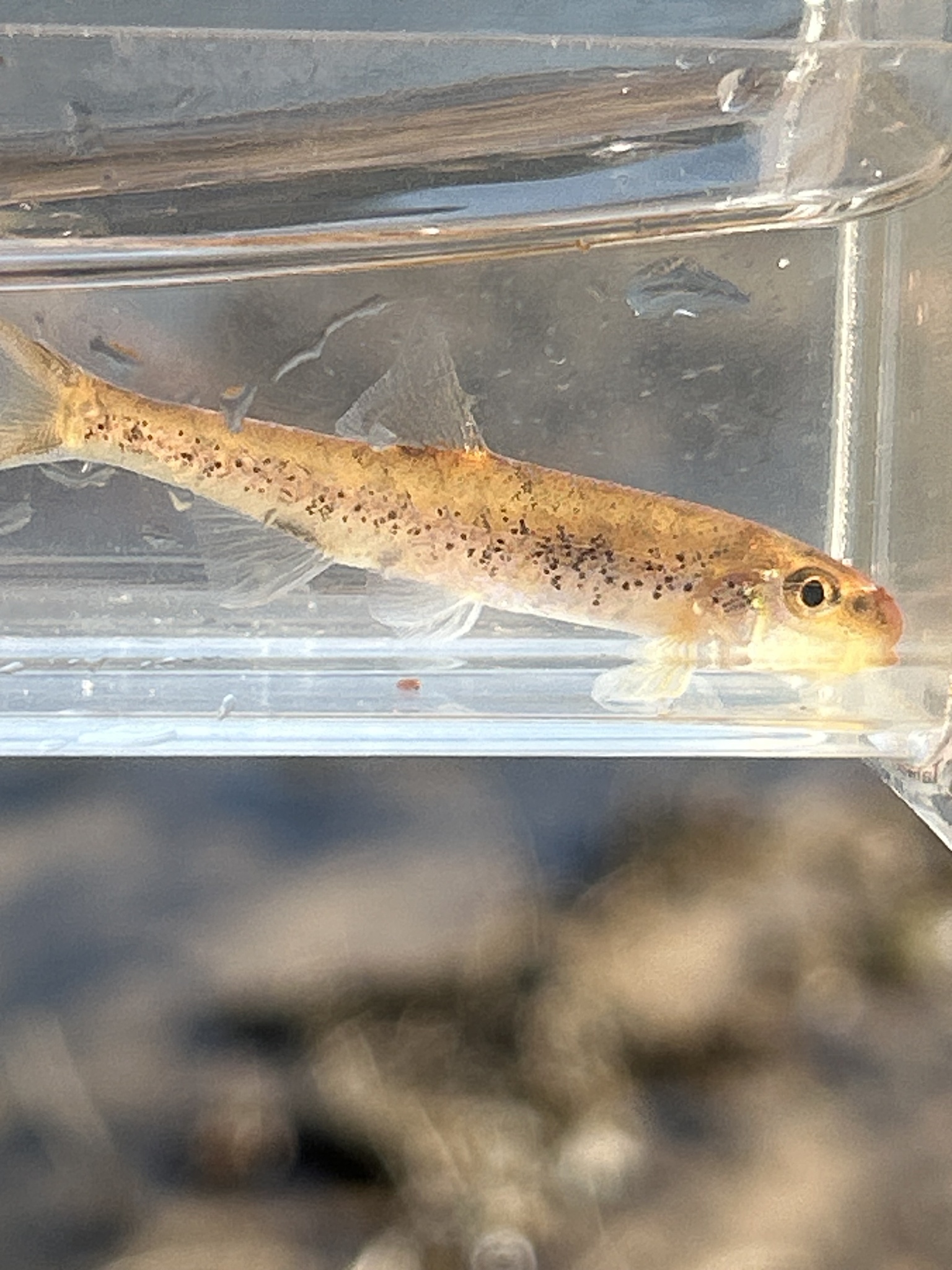 Coosa Chub photo 6