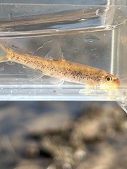 Coosa Chub photo 5