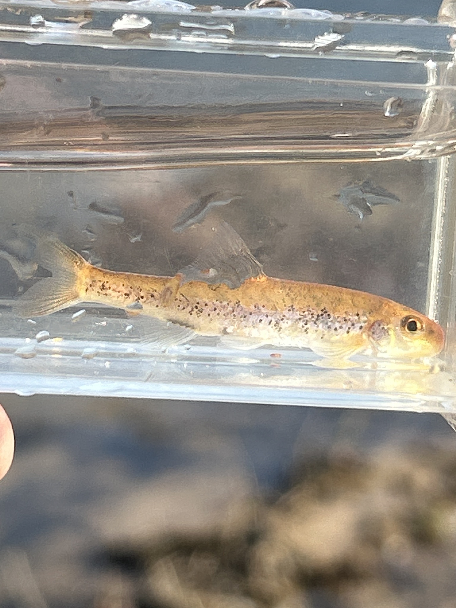 Coosa Chub photo 7