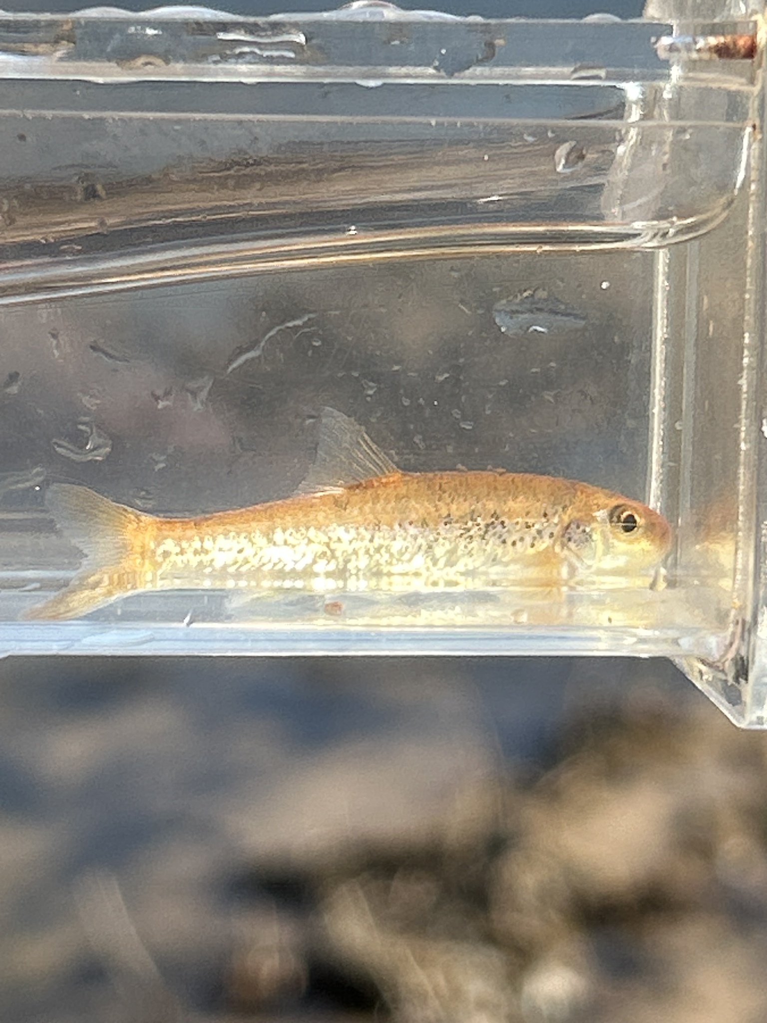 Coosa Chub photo 8