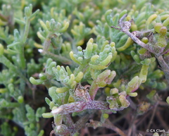 Mesembryanthemum nodiflorum
