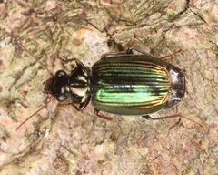 Coptodera aerata