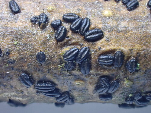 Hysterographium fraxini observed 2026-01-19