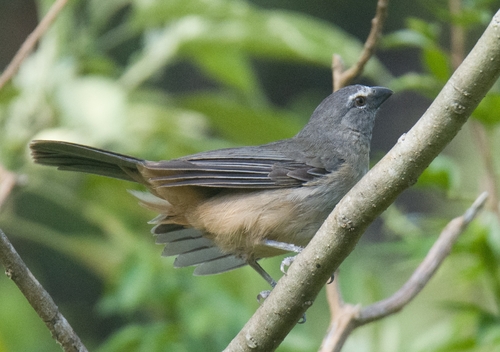 Bluish-grey Saltator (Saltator coerulescens), photo 3
