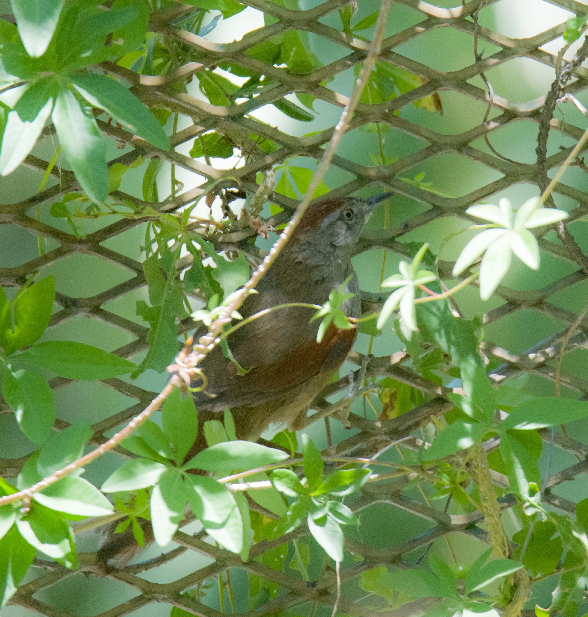 Sooty-fronted Spinetail (Synallaxis frontalis), photo 1