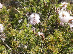 Melaleuca striata