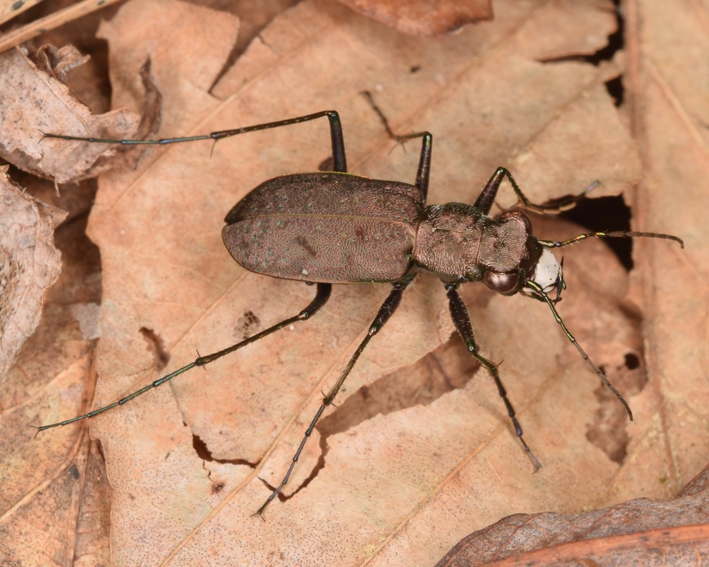 One-spotted Tiger Beetle