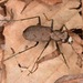 One-spotted Tiger Beetle - Photo (c) skitterbug, some rights reserved (CC BY), uploaded by skitterbug