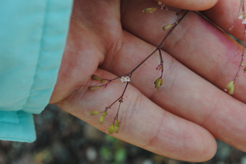 Erect Spiderling (Boerhavia erecta)
