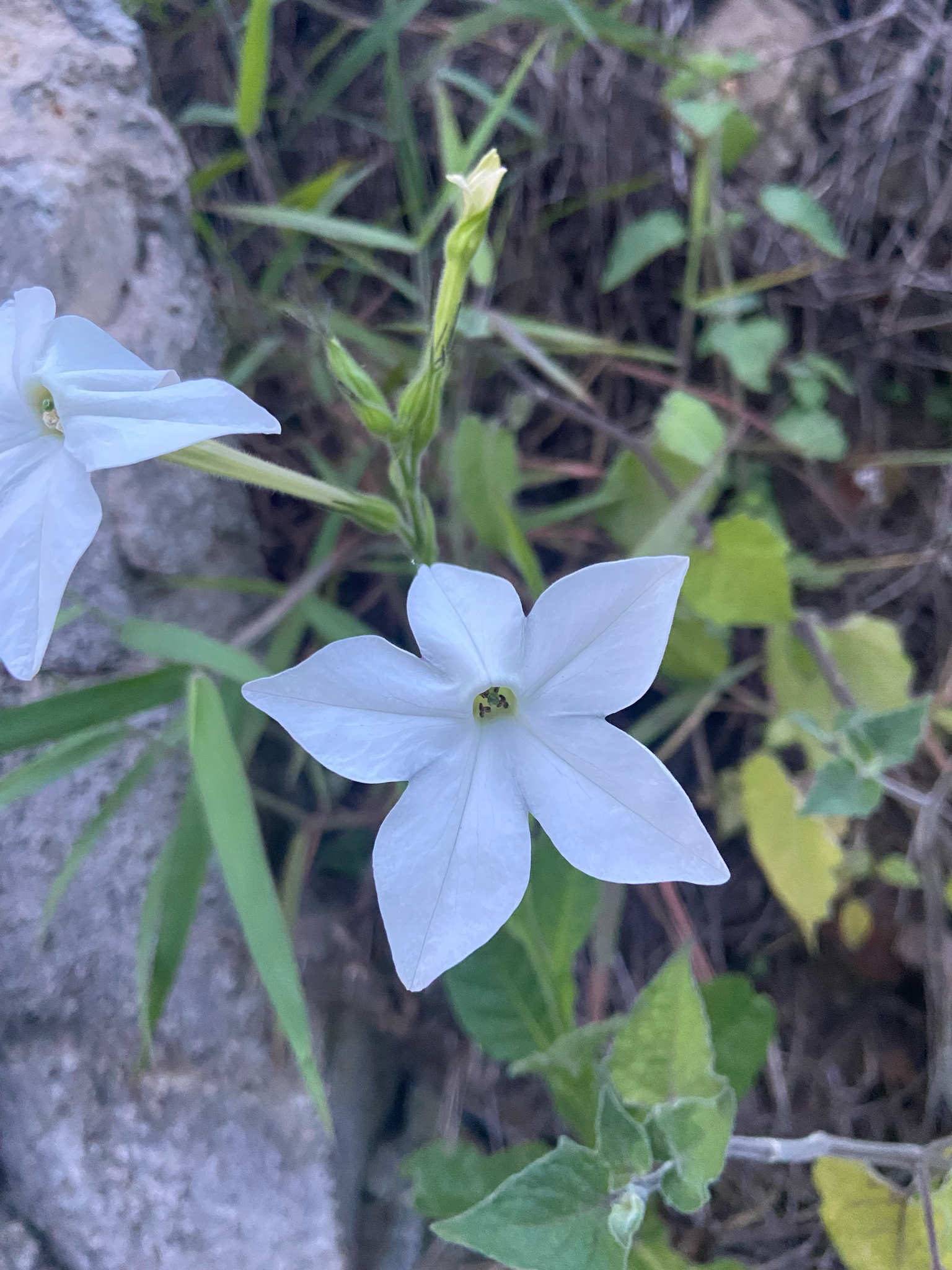 Flowering tobacco