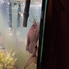 Featherfin Squeaker photo 3