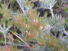 Adenanthos sericeus